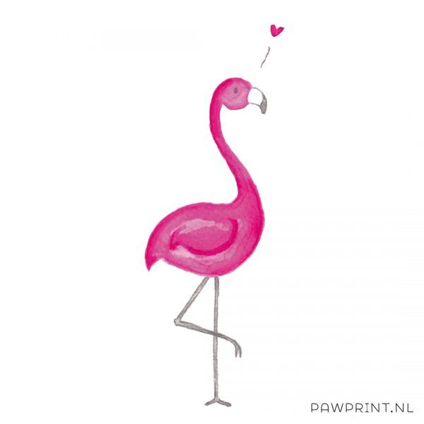 Flamingo